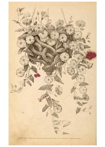 Reproducción/Reproduction 15478497912: Barr & Sugden's spring seed catalogue and guide to the flower and kitchen garden /. London :Barr & Sugden,1861-1882.