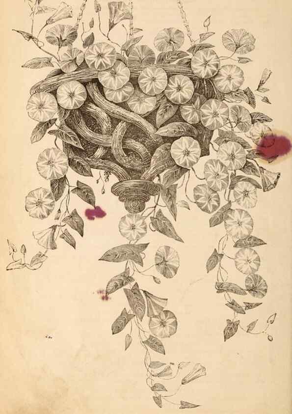 Reproducción/Reproduction 15478497912: Barr & Sugden's spring seed catalogue and guide to the flower and kitchen garden /. London :Barr & Sugden,1861-1882.