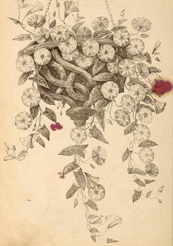 Reproducción/Reproduction 15478497912: Barr & Sugden's spring seed catalogue and guide to the flower and kitchen garden /. London :Barr & Sugden,1861-1882.
