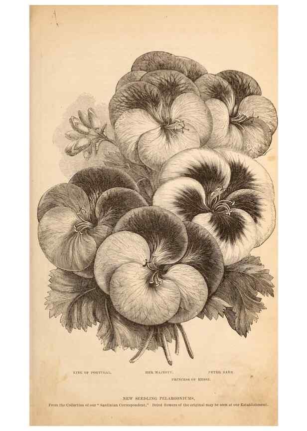 Reproducción/Reproduction 15292199828: Barr & Sugden's spring seed catalogue and guide to the flower and kitchen garden /. London :Barr & Sugden,1861-1882.