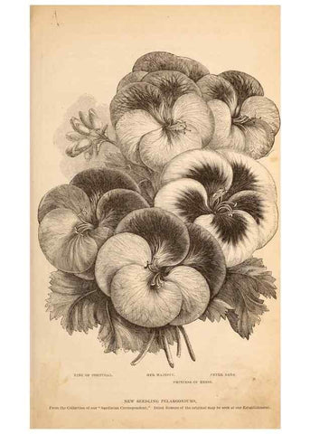Reproducción/Reproduction 15292199828: Barr & Sugden's spring seed catalogue and guide to the flower and kitchen garden /. London :Barr & Sugden,1861-1882.