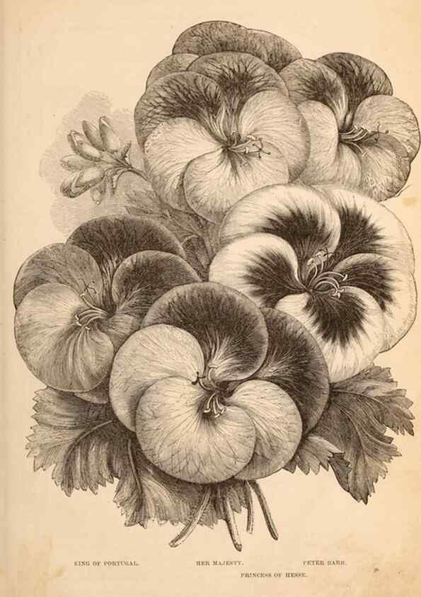 Reproducción/Reproduction 15292199828: Barr & Sugden's spring seed catalogue and guide to the flower and kitchen garden /. London :Barr & Sugden,1861-1882.