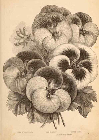 Reproducción/Reproduction 15292199828: Barr & Sugden's spring seed catalogue and guide to the flower and kitchen garden /. London :Barr & Sugden,1861-1882.