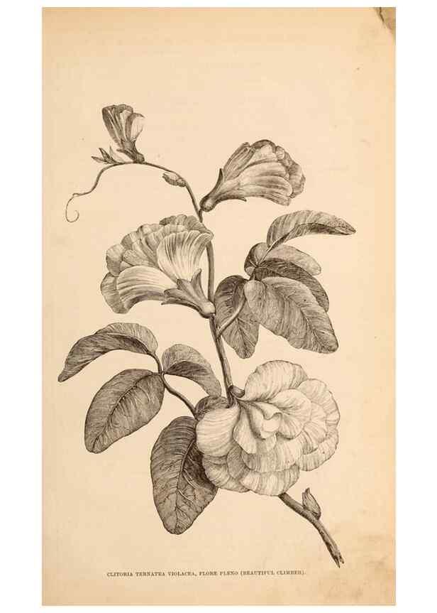 Reproducción/Reproduction 15291967539: Barr & Sugden's spring seed catalogue and guide to the flower and kitchen garden /. London :Barr & Sugden,1861-1882.