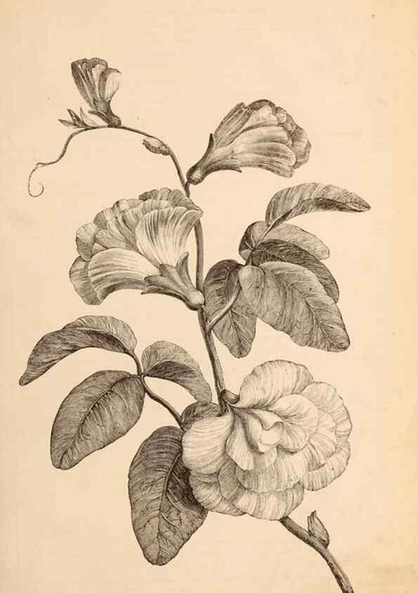 Reproducción/Reproduction 15291967539: Barr & Sugden's spring seed catalogue and guide to the flower and kitchen garden /. London :Barr & Sugden,1861-1882.