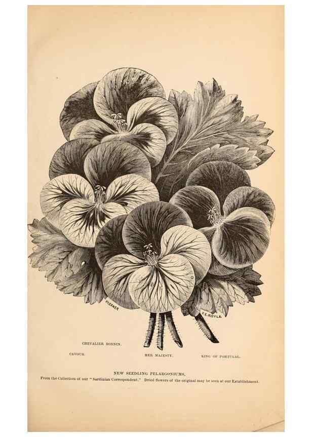 Reproducción/Reproduction 15293936907: Barr & Sugden's spring seed catalogue and guide to the flower and kitchen garden /. London :Barr & Sugden,1861-1882.