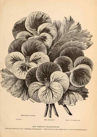 Reproducción/Reproduction 15293936907: Barr & Sugden's spring seed catalogue and guide to the flower and kitchen garden /. London :Barr & Sugden,1861-1882.