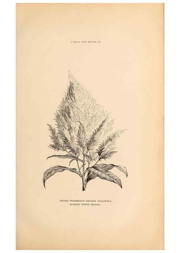 Reproducción/Reproduction 15457411226: Barr & Sugden's spring seed catalogue and guide to the flower and kitchen garden /. London :Barr & Sugden,1861-1882.