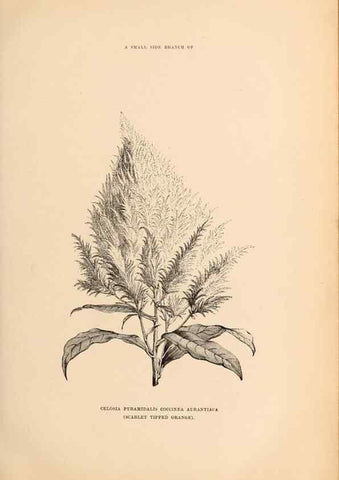 Reproducción/Reproduction 15457411226: Barr & Sugden's spring seed catalogue and guide to the flower and kitchen garden /. London :Barr & Sugden,1861-1882.