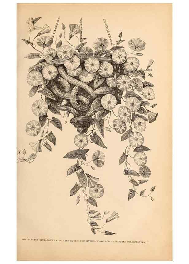 Reproducción/Reproduction 15457413736: Barr & Sugden's spring seed catalogue and guide to the flower and kitchen garden /. London :Barr & Sugden,1861-1882.