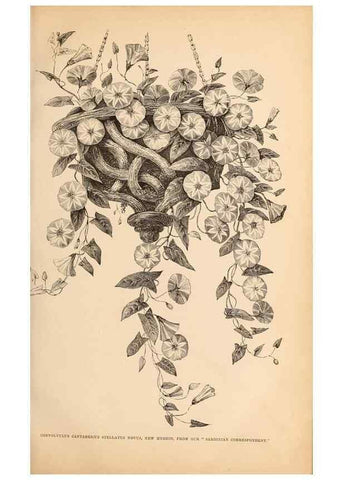 Reproducción/Reproduction 15457413736: Barr & Sugden's spring seed catalogue and guide to the flower and kitchen garden /. London :Barr & Sugden,1861-1882.