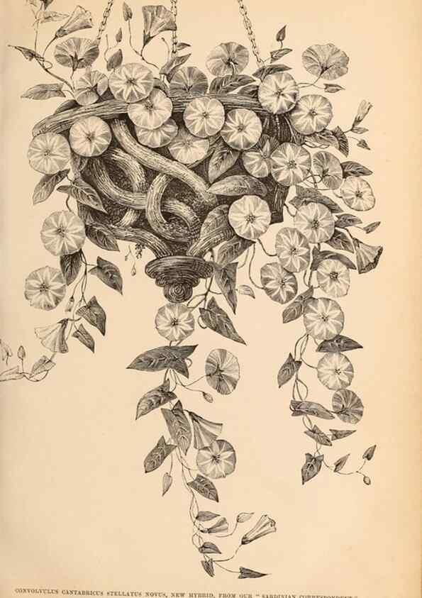 Reproducción/Reproduction 15457413736: Barr & Sugden's spring seed catalogue and guide to the flower and kitchen garden /. London :Barr & Sugden,1861-1882.