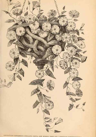 Reproducción/Reproduction 15457413736: Barr & Sugden's spring seed catalogue and guide to the flower and kitchen garden /. London :Barr & Sugden,1861-1882.