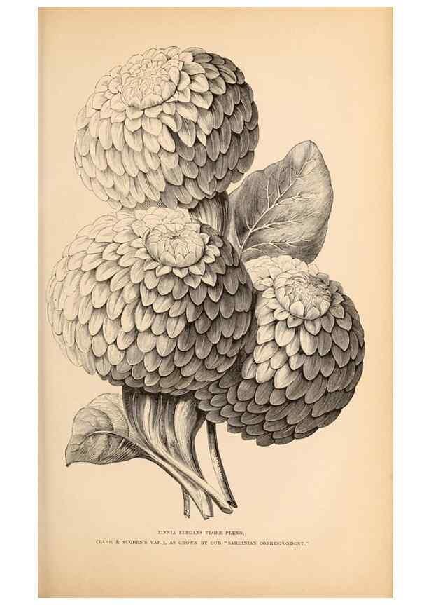 Reproducción/Reproduction 15457416936: Barr & Sugden's spring seed catalogue and guide to the flower and kitchen garden /. London :Barr & Sugden,1861-1882.
