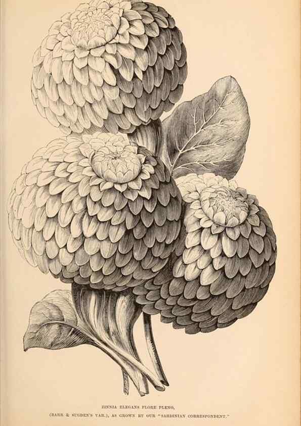 Reproducción/Reproduction 15457416936: Barr & Sugden's spring seed catalogue and guide to the flower and kitchen garden /. London :Barr & Sugden,1861-1882.