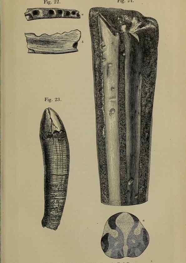 Reproducción/Reproduction 12683323503: The Quarterly journal of the Geological Society of London.. London [etc.]