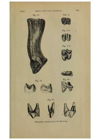 Reproducción/Reproduction 12683646654: The Quarterly journal of the Geological Society of London.. London [etc.]
