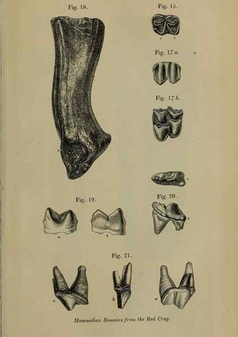 Reproducción/Reproduction 12683646654: The Quarterly journal of the Geological Society of London.. London [etc.]