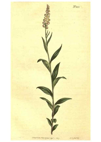Reproducción/Reproduction 10596261666: Curtis's botanical magazine.. London ;New York [etc.] :Academic Press [etc.]