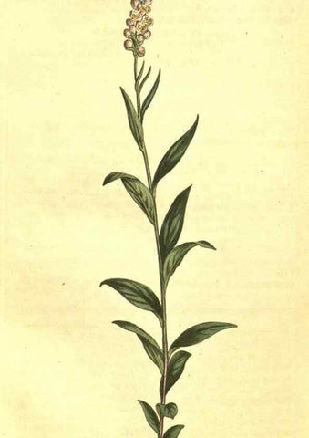 Reproducción/Reproduction 10596261666: Curtis's botanical magazine.. London ;New York [etc.] :Academic Press [etc.]