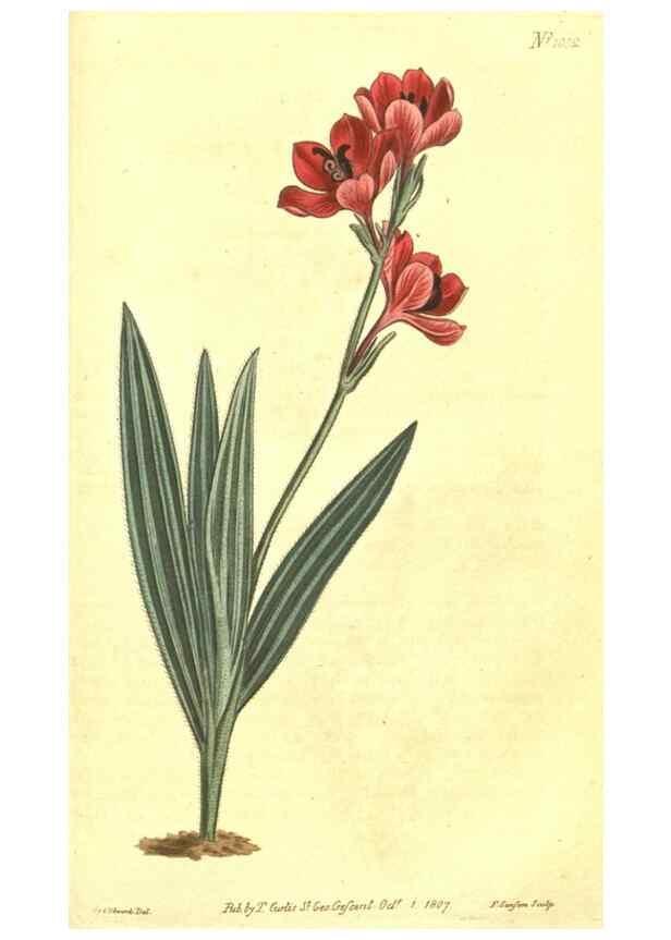 Reproducción/Reproduction 10596277064: Curtis's botanical magazine.. London ;New York [etc.] :Academic Press [etc.]