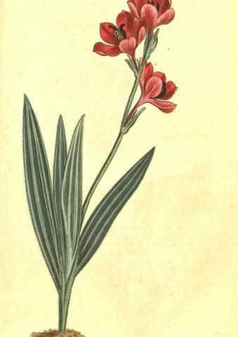 Reproducción/Reproduction 10596277064: Curtis's botanical magazine.. London ;New York [etc.] :Academic Press [etc.]