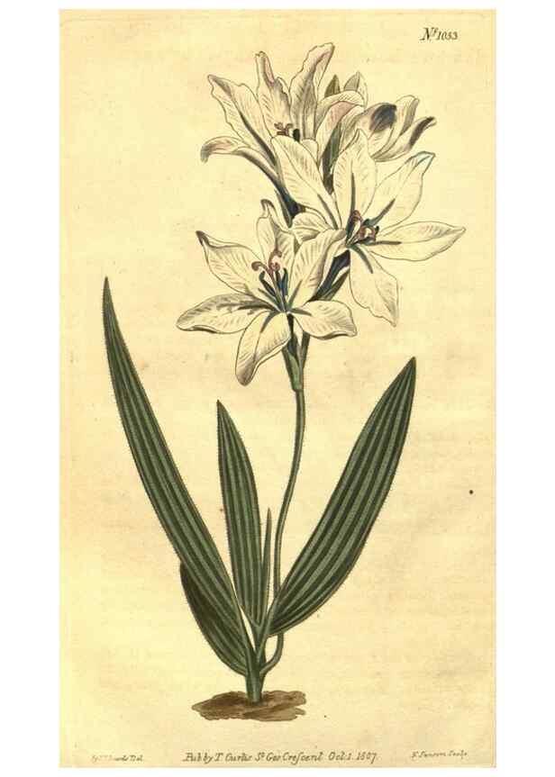 Reproducción/Reproduction 10596259015: Curtis's botanical magazine.. London ;New York [etc.] :Academic Press [etc.]