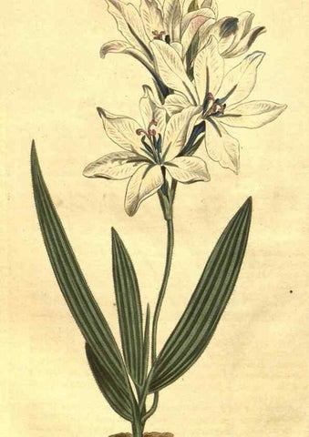 Reproducción/Reproduction 10596259015: Curtis's botanical magazine.. London ;New York [etc.] :Academic Press [etc.]