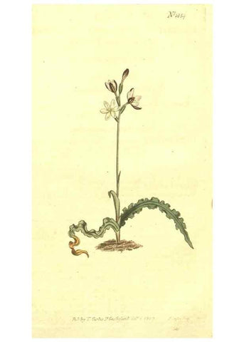 Reproducción/Reproduction 10596518153: Curtis's botanical magazine.. London ;New York [etc.] :Academic Press [etc.]