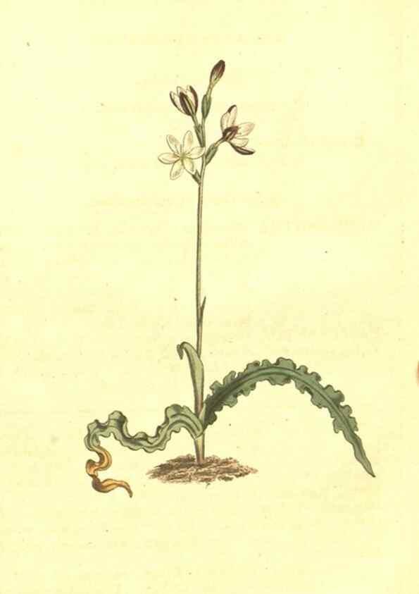 Reproducción/Reproduction 10596518153: Curtis's botanical magazine.. London ;New York [etc.] :Academic Press [etc.]