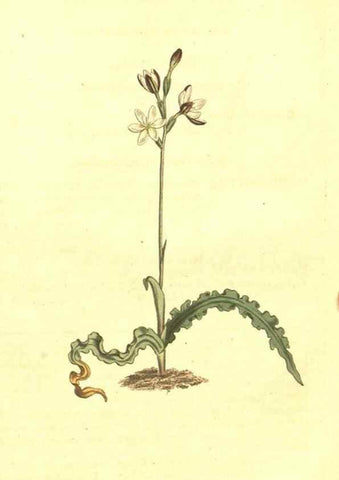 Reproducción/Reproduction 10596518153: Curtis's botanical magazine.. London ;New York [etc.] :Academic Press [etc.]