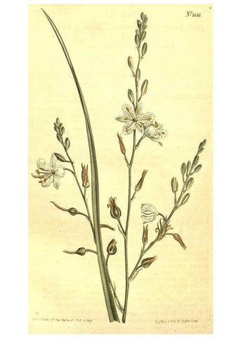 Reproducción/Reproduction 10596274706: Curtis's botanical magazine.. London ;New York [etc.] :Academic Press [etc.]