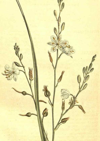 Reproducción/Reproduction 10596274706: Curtis's botanical magazine.. London ;New York [etc.] :Academic Press [etc.]