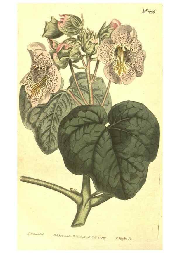 Reproducción/Reproduction 10596526083: Curtis's botanical magazine.. London ;New York [etc.] :Academic Press [etc.]