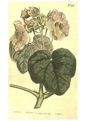 Reproducción/Reproduction 10596526083: Curtis's botanical magazine.. London ;New York [etc.] :Academic Press [etc.]