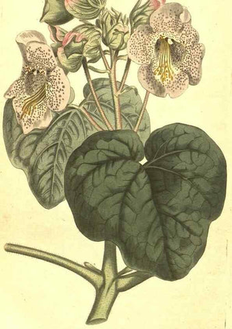 Reproducción/Reproduction 10596526083: Curtis's botanical magazine.. London ;New York [etc.] :Academic Press [etc.]