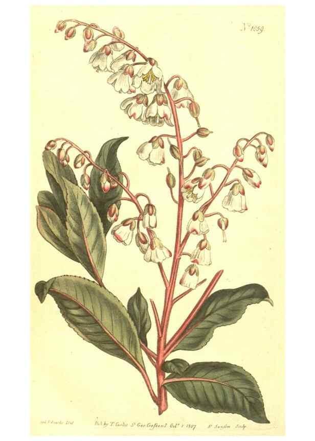 Reproducción/Reproduction 10596283146: Curtis's botanical magazine.. London ;New York [etc.] :Academic Press [etc.]