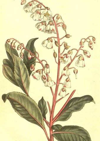 Reproducción/Reproduction 10596283146: Curtis's botanical magazine.. London ;New York [etc.] :Academic Press [etc.]