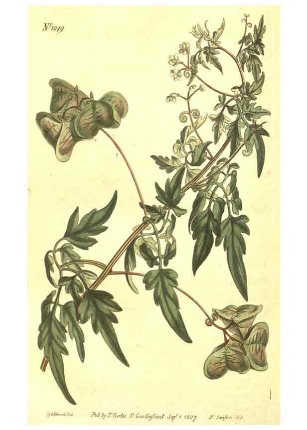 Reproducción/Reproduction 10596245005: Curtis's botanical magazine.. London ;New York [etc.] :Academic Press [etc.]