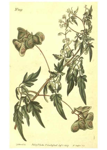 Reproducción/Reproduction 10596245005: Curtis's botanical magazine.. London ;New York [etc.] :Academic Press [etc.]