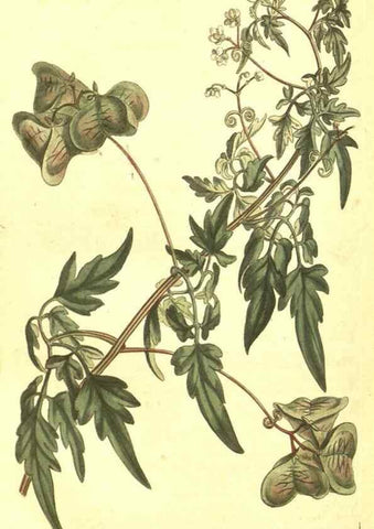 Reproducción/Reproduction 10596245005: Curtis's botanical magazine.. London ;New York [etc.] :Academic Press [etc.]