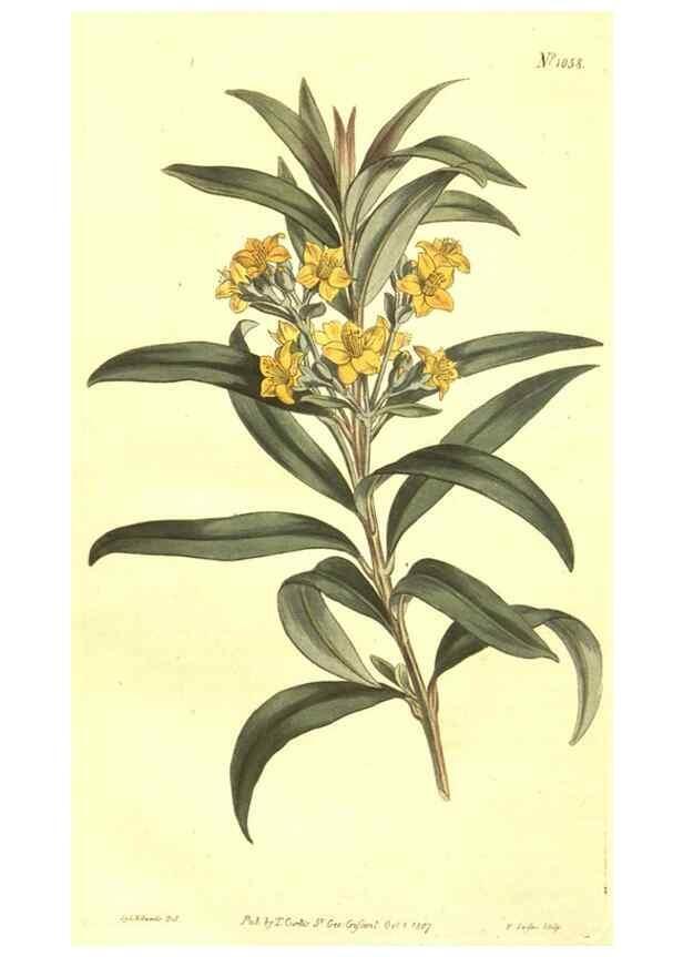 Reproducción/Reproduction 10596286996: Curtis's botanical magazine.. London ;New York [etc.] :Academic Press [etc.]