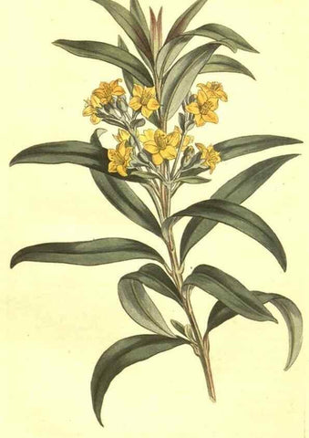 Reproducción/Reproduction 10596286996: Curtis's botanical magazine.. London ;New York [etc.] :Academic Press [etc.]