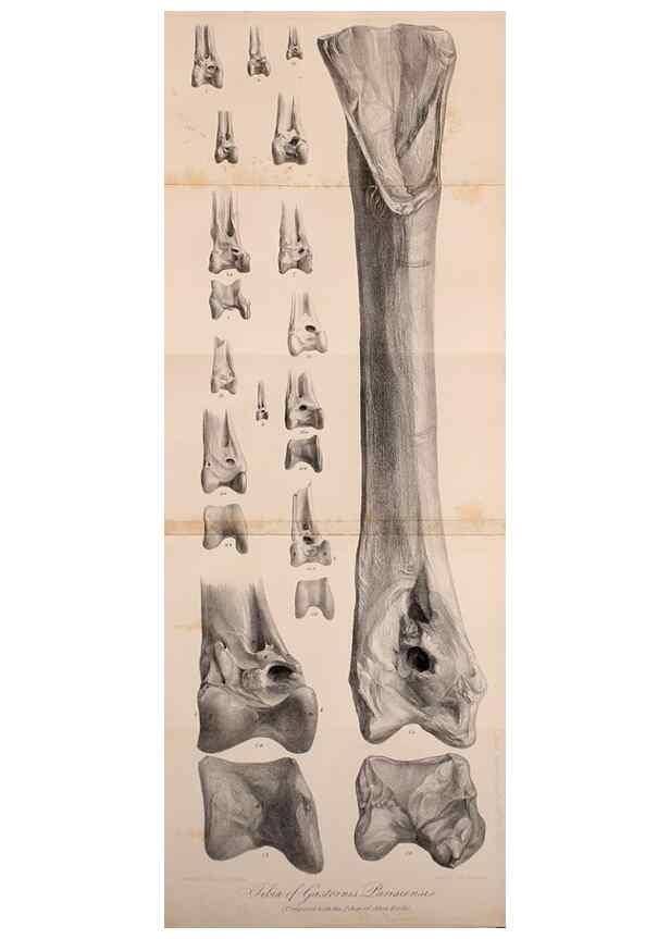 Reproducción/Reproduction 12682979405: The Quarterly journal of the Geological Society of London.. London [etc.]