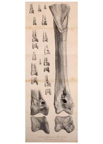 Reproducción/Reproduction 12682979405: The Quarterly journal of the Geological Society of London.. London [etc.]