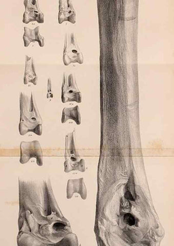 Reproducción/Reproduction 12682979405: The Quarterly journal of the Geological Society of London.. London [etc.]