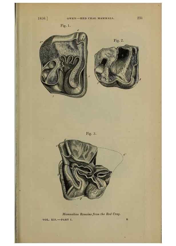 Reproducción/Reproduction 12683454374: The Quarterly journal of the Geological Society of London.. London [etc.]