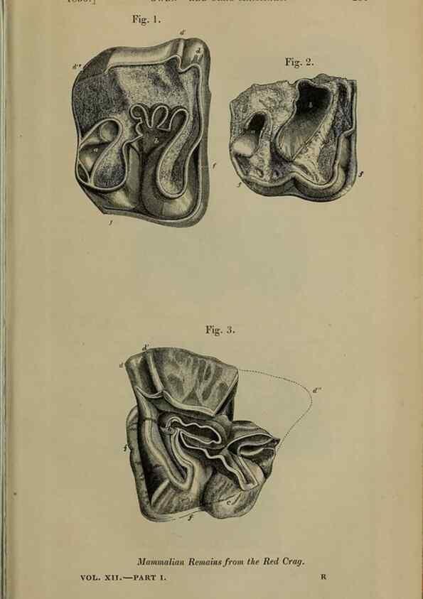 Reproducción/Reproduction 12683454374: The Quarterly journal of the Geological Society of London.. London [etc.]