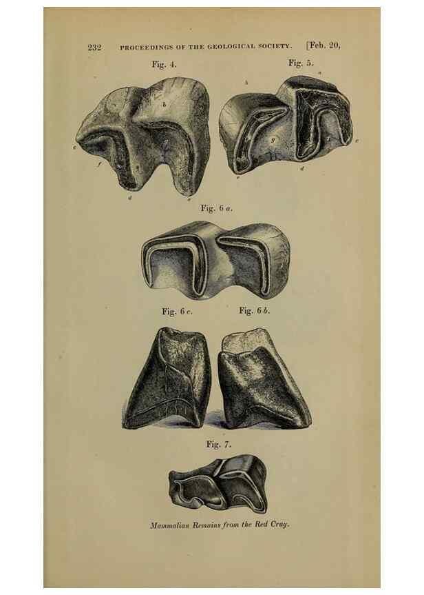 Reproducción/Reproduction 12683309743: The Quarterly journal of the Geological Society of London.. London [etc.]