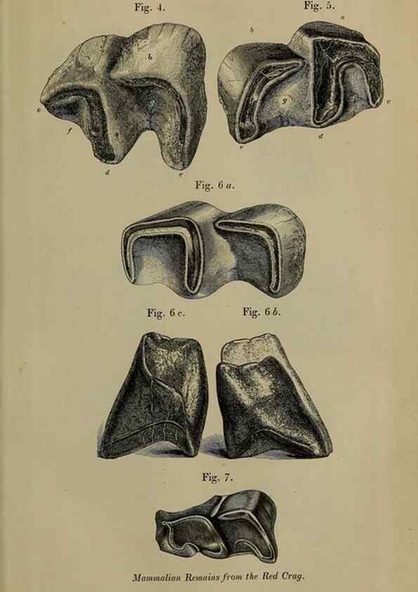 Reproducción/Reproduction 12683309743: The Quarterly journal of the Geological Society of London.. London [etc.]